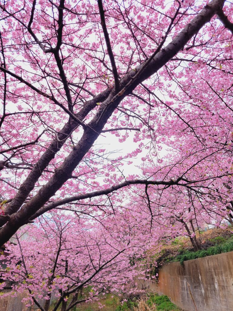 三浦海岸桜祭り