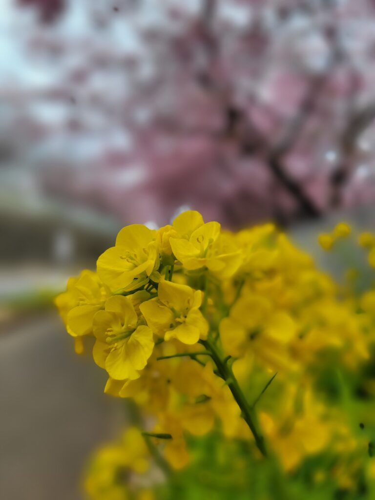 三浦海岸菜の花
