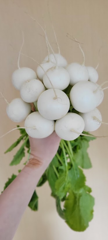 カブ　三浦市　花屋